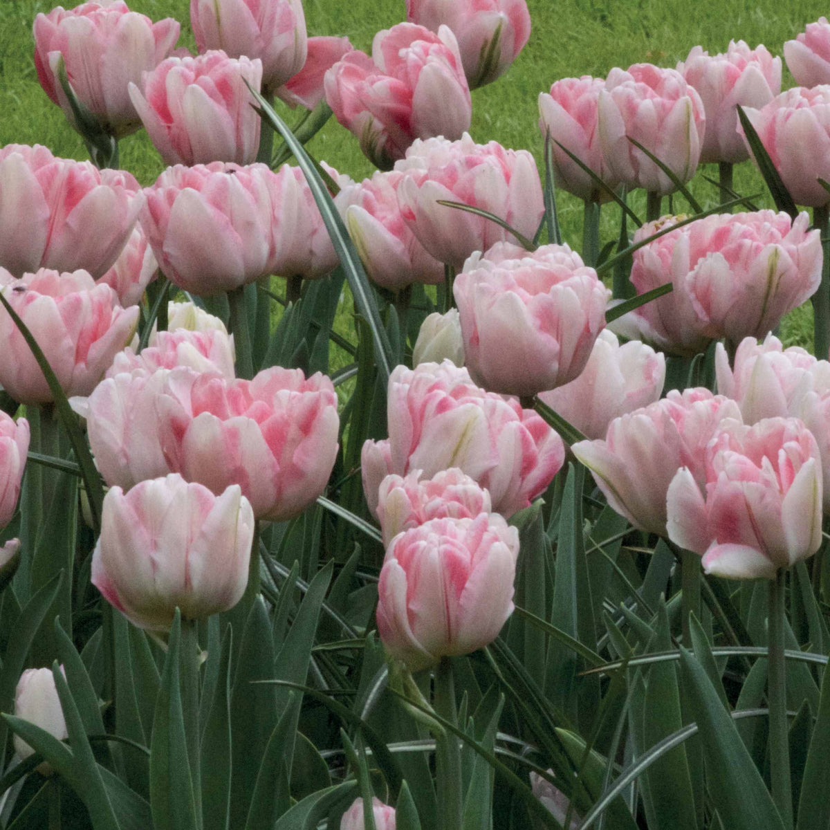 Dubbelbloemige tulp 'Foxtrot' (x10) - Tulipa foxtrot - Willemse