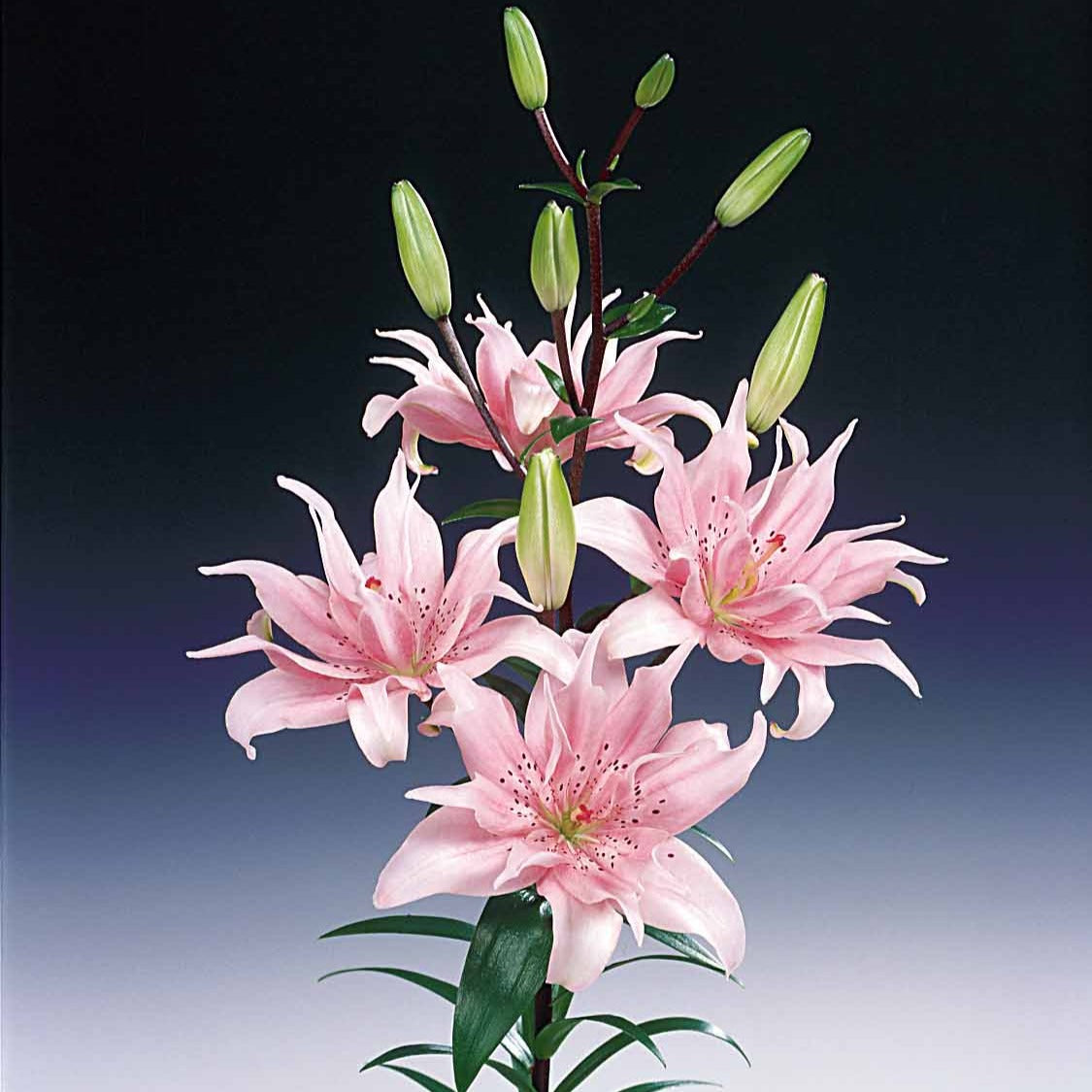Lilium elodie - Dubbelbloemige lelie 'Elodie' (x3) - Lelie