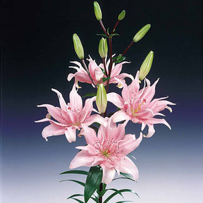 Lilium elodie - Dubbelbloemige lelie 'Elodie' (x3) - Lelie