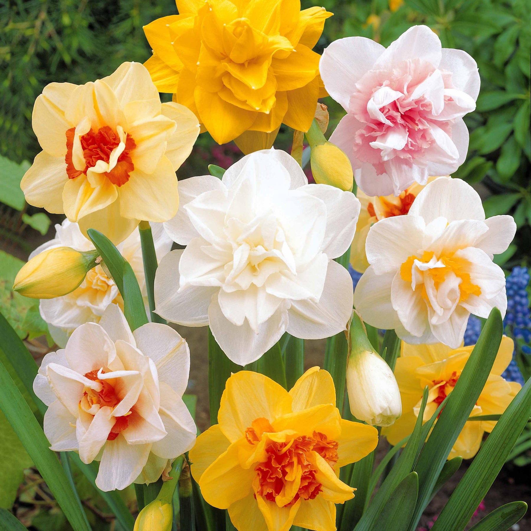 Narcis 'Double Flowers' - Narcissus - Narcissen