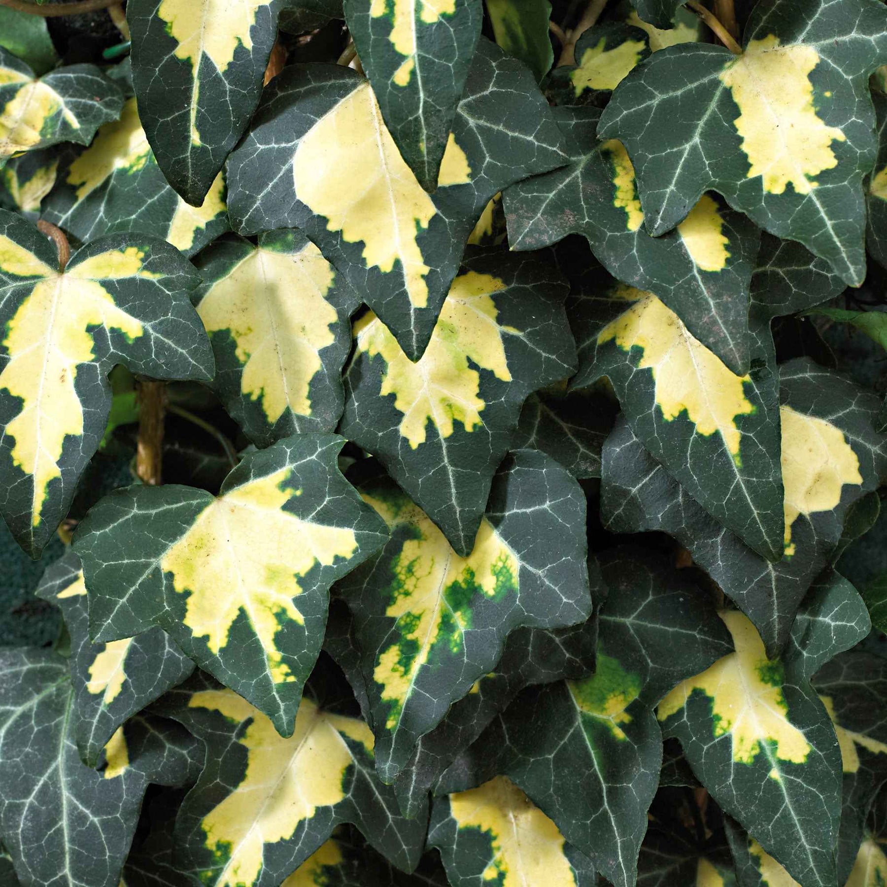 Klimop 'Goldheart' - Hedera helix Goldheart - Willemse