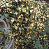Hedera helix Goldheart - Klimop 'Goldheart' - Klimop - Hedera