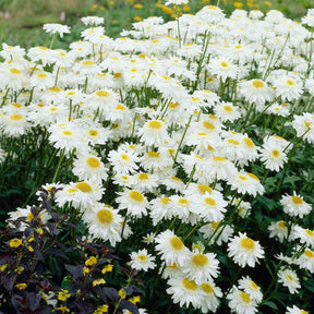 Dubbele margriet 'Wirral Supreme' - Leucanthemum superbum Wirral Supreme - Willemse