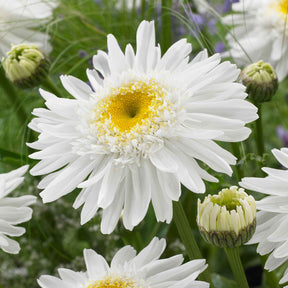 Leucanthemum superbum Wirral Supreme - Dubbele margriet 'Wirral Supreme' - Leucanthemum - Margriet