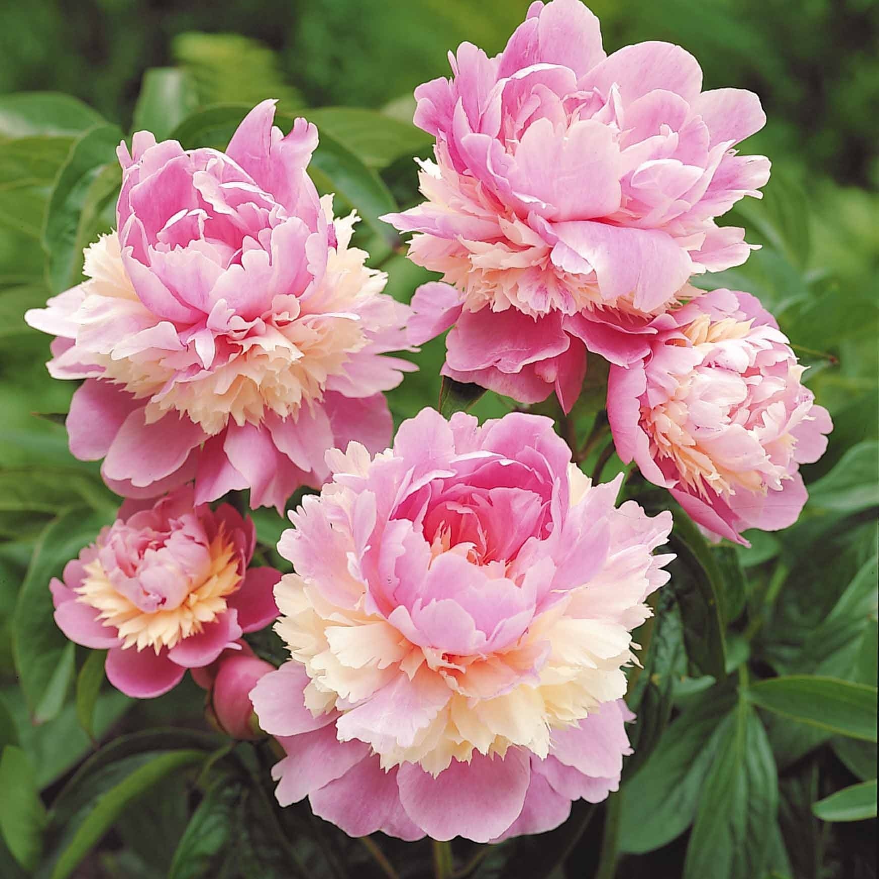 Pioenroos 'Red Charm' + 'Immaculate' + 'Sorbet' mix (x3) - Paeonia lactiflora x Sorbet, Immaculée, Red Charm