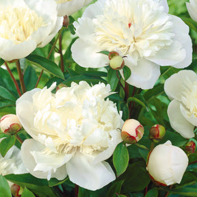 Verkoop Pioenroos 'Red Charm' + 'Immaculate' + 'Sorbet' mix (x3) - Paeonia lactiflora x Sorbet, Immaculée, Red Charm