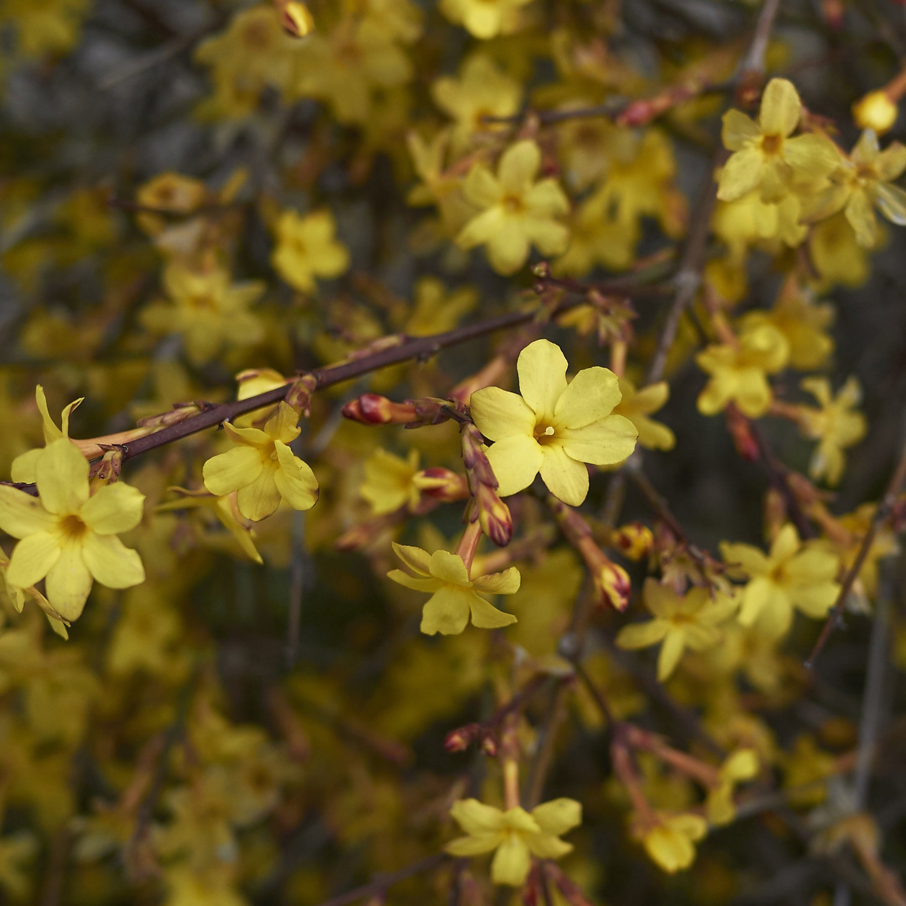 Verkoop Winterjasmijn - Jasminum nudiflorum