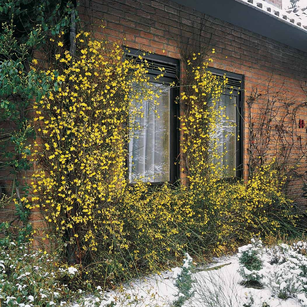 Winterjasmijn - Jasminum nudiflorum