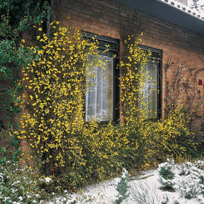 Winterjasmijn - Jasminum nudiflorum