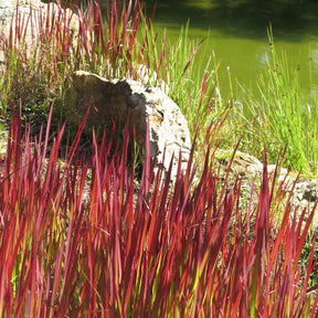 Imperata cylindrica Red Baron - Japans bloedgras 'Red Baron' - Siergrassen