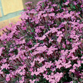 Naakte wortels - Zeepkruid (x5) - Saponaria ocymoïdes