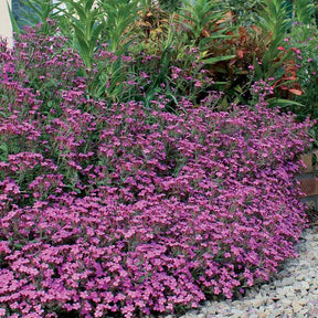 Verkoop Zeepkruid (x5)