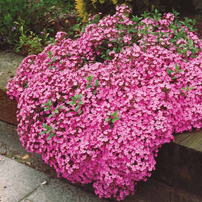 Verkoop Zeepkruid (x5) - Saponaria ocymoïdes