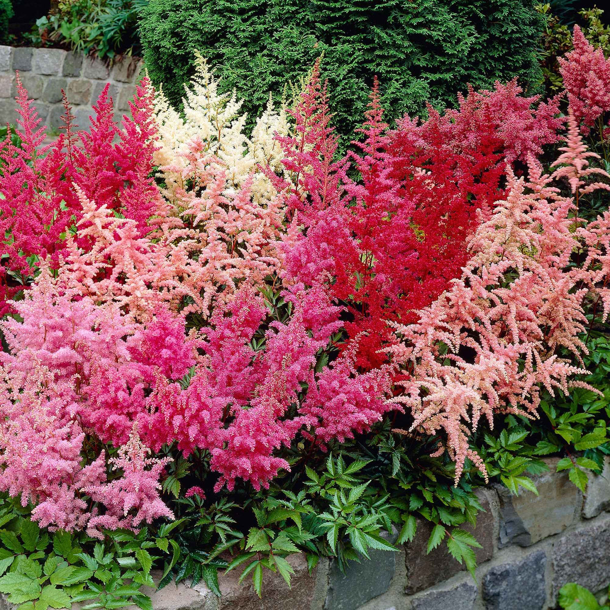 Astilbe - Mix 'Magic' (x4) - Willemse
