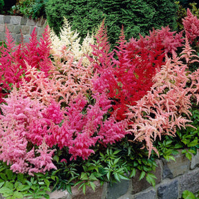 Astilbe - Mix 'Magic' (x4) - Willemse