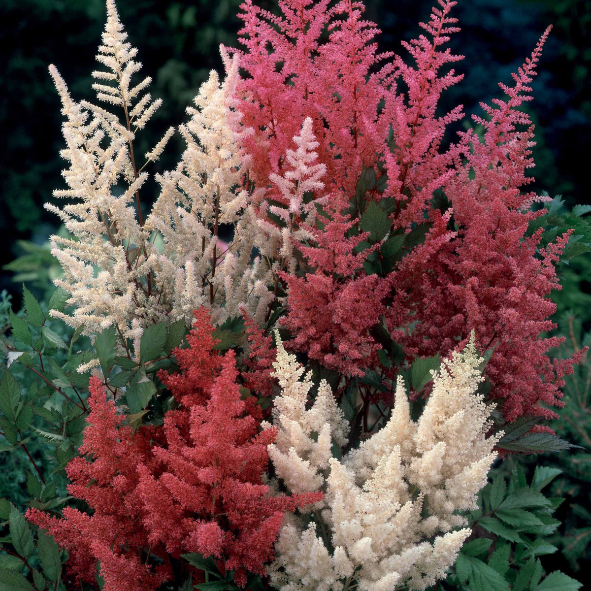 Astilbe - Mix 'Magic' (x4) - Astilbe - Willemse