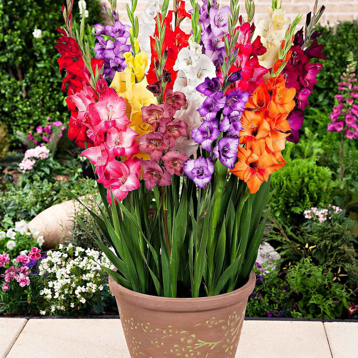 Gladiool Mix 'Glamini' (x12) - Willemse