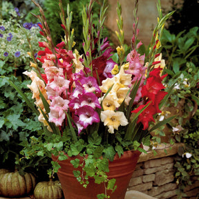 Gladiool Mix 'Glamini' (x12) - Glamini - Willemse