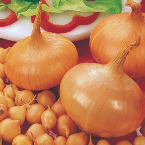 Ui 'Stuttgarter Riesen' - Allium cepa  stuttgarter riesen - Willemse