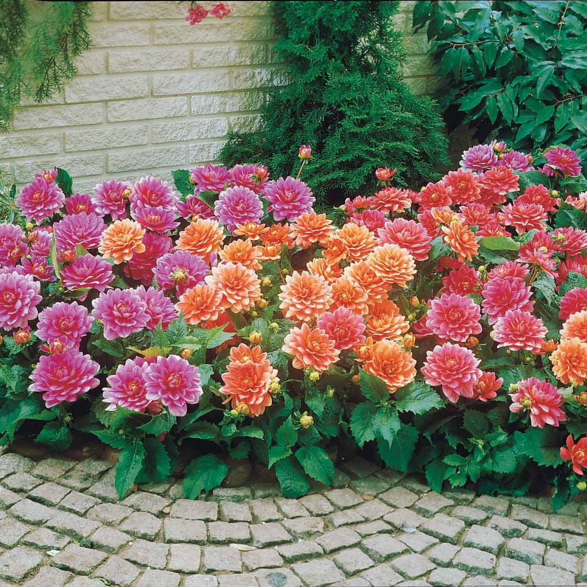 Grootbloemige Dahlia Mix - Dahlia berliner kleene, bluesette, margareth kleen