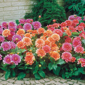 Dahlia berliner kleene, bluesette, margareth kleen - Grootbloemige Dahlia Mix - Dahlia 