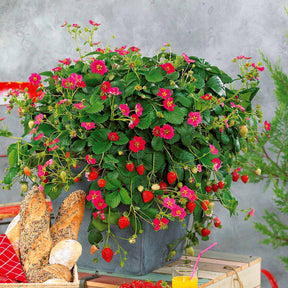 Aardbei - Aardbei 'Toscana' (x3) - Fragaria x ananassa toscana