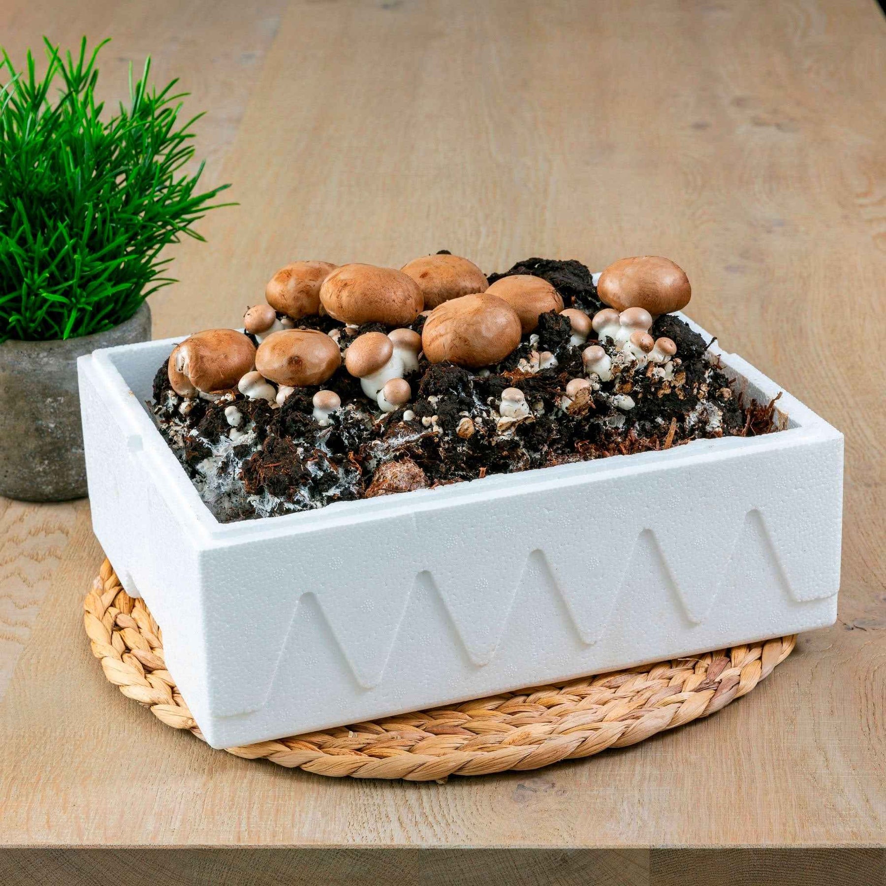 Kweekset champignon
