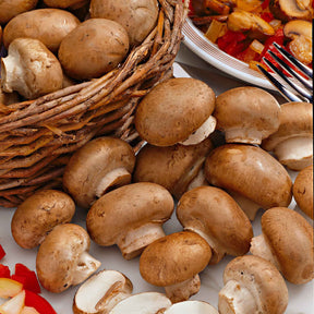 Kweekset champignon