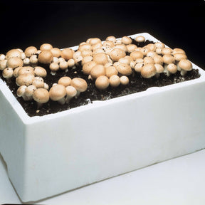 Kweekset champignon - Agaricus bisporus avellaneus
