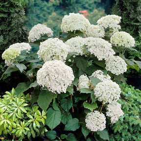 Hydrangea arborescens Annabelle - Sneeuwbalhortensia 'Annabelle' - Hortensia