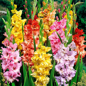 Gladiool Mix (x25) - Gladiolus - Willemse