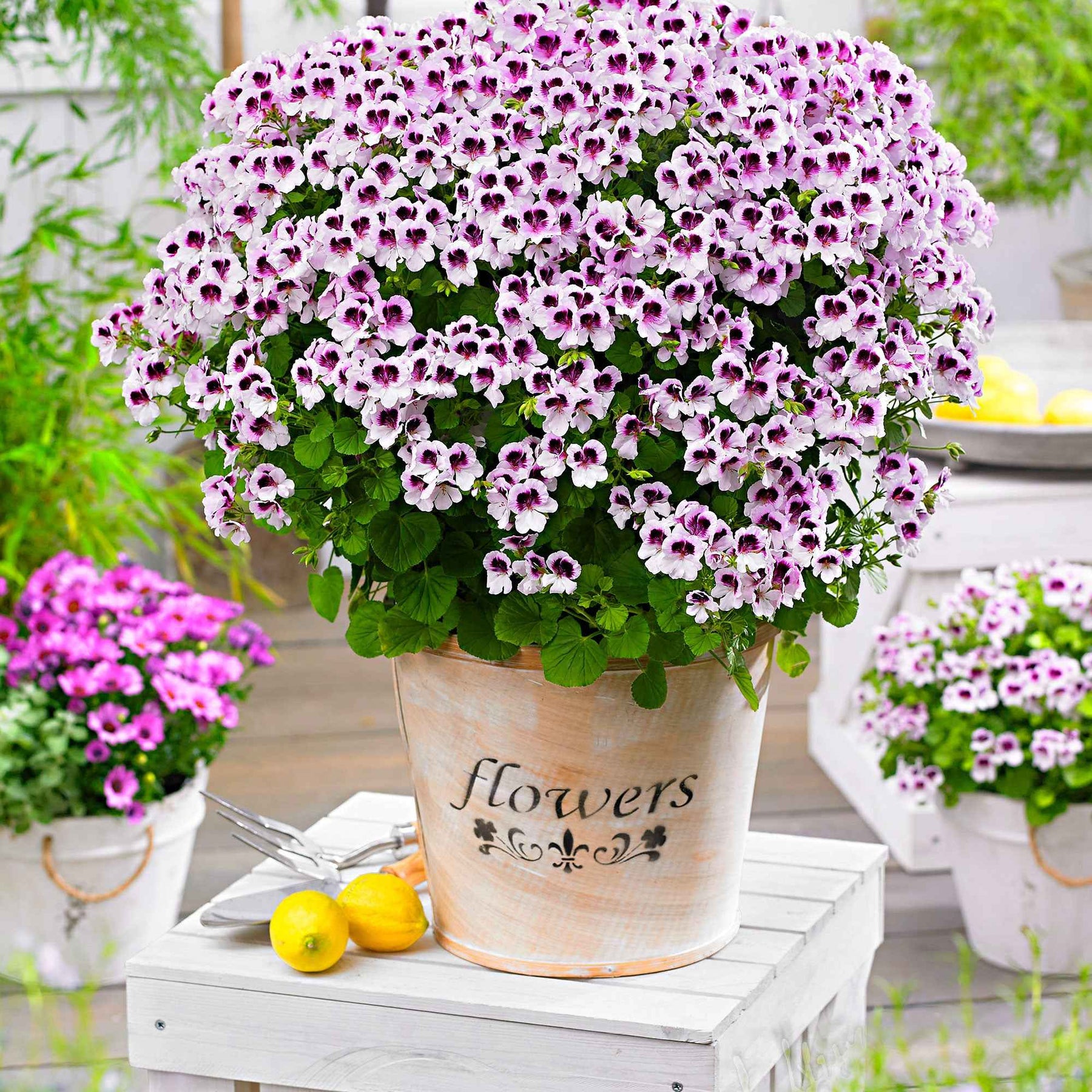 Geranium 'Mosquitaway Lizzy' (x3) - Pelargonium crispum lizzy - Willemse