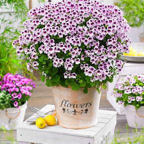 Geranium 'Mosquitaway Lizzy' (x3) - Pelargonium crispum lizzy - Willemse