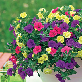 Dubbelbloemige petunia Mix (x3) - Petunia