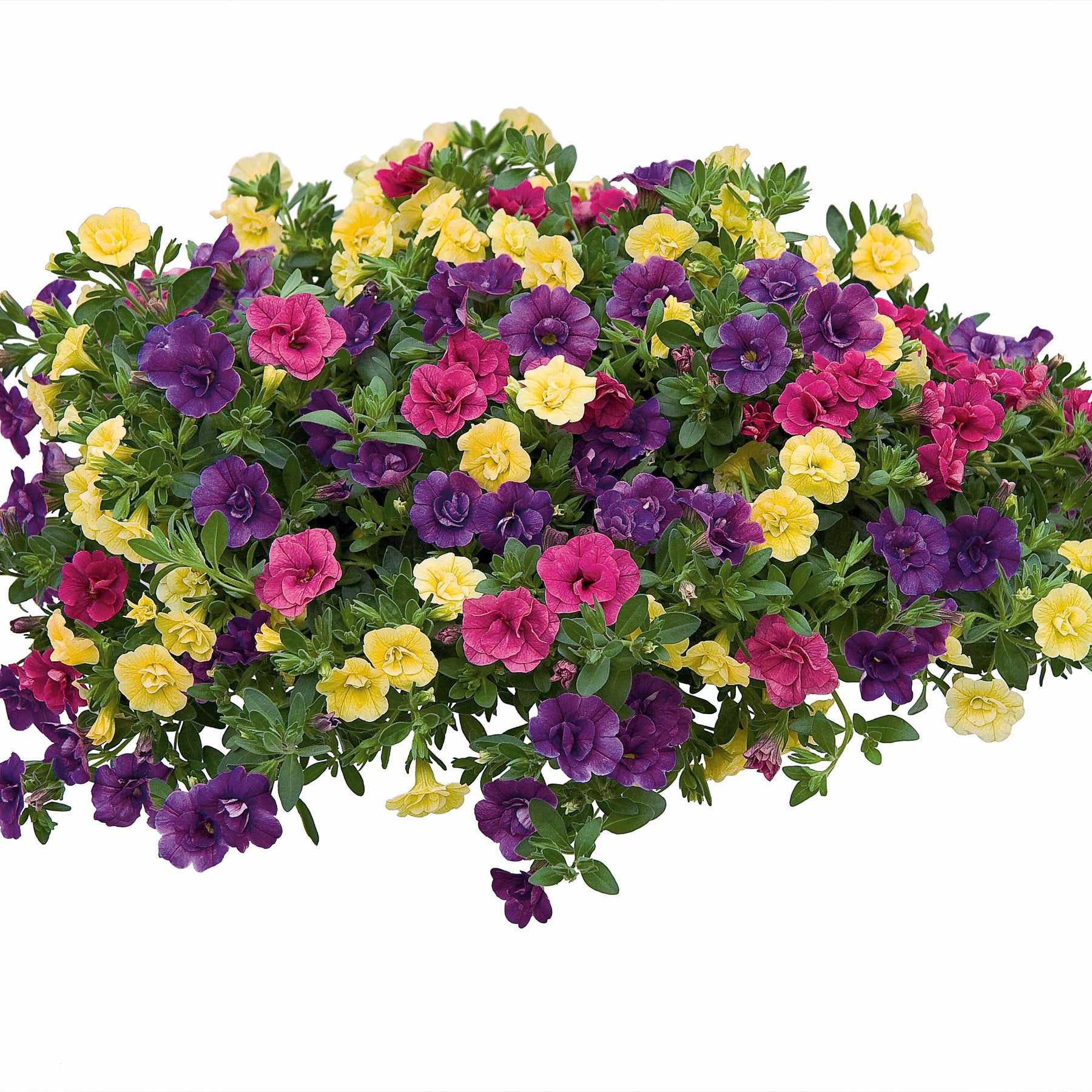 Dubbelbloemige petunia Mix (x3) - Petunia