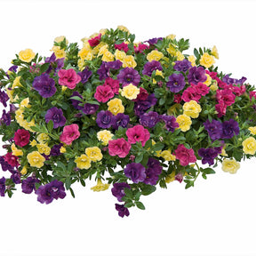 Dubbelbloemige petunia Mix (x3) - Petunia