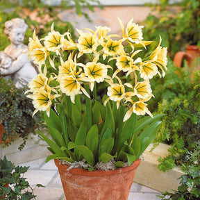 Ismene 'Sulpur Queen' (x2) - Hymenocallis festalis sulphur queen