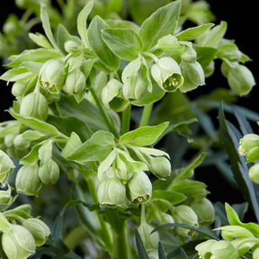 Helleborus foetidus Wester Flisk - Stinkend nieskruid 'Wester Flisk' - Helleborus - Kerstroos