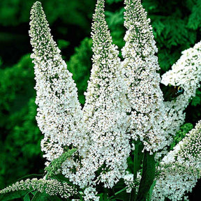 Vlinderstruik - Buddleja - Vlinderstruik 'White Profusion' - Buddleja davidii white profusion