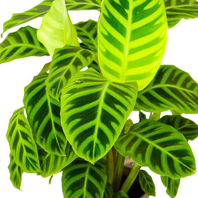 Zebraplant 'Zebrina' - Calathea zebrina - Willemse