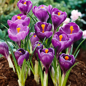 Krokus - Grootbloemige krokus 'Flower Record' (x15) - Crocus vernus flower record