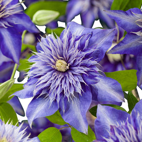Bosrank 'Multi Blue' - Clématis multi blue - Willemse