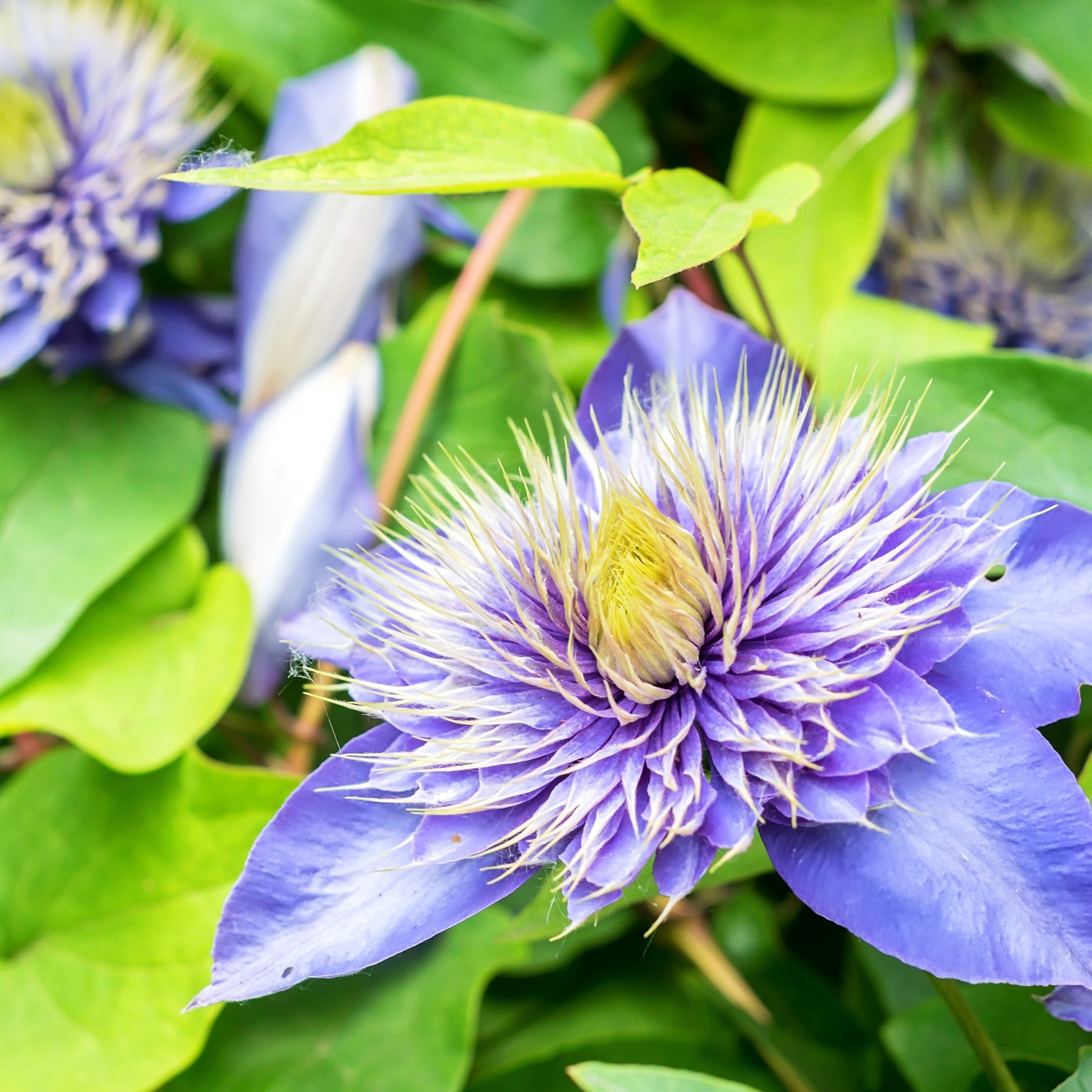 Bosrank 'Multi Blue' - Willemse