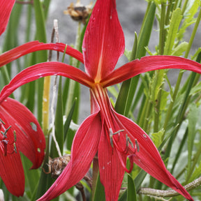 Sprekelia (x2) - Sprekelia formosissima