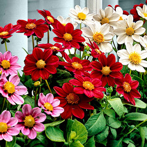 Dahlia 'Topmix' (x5) - Willemse
