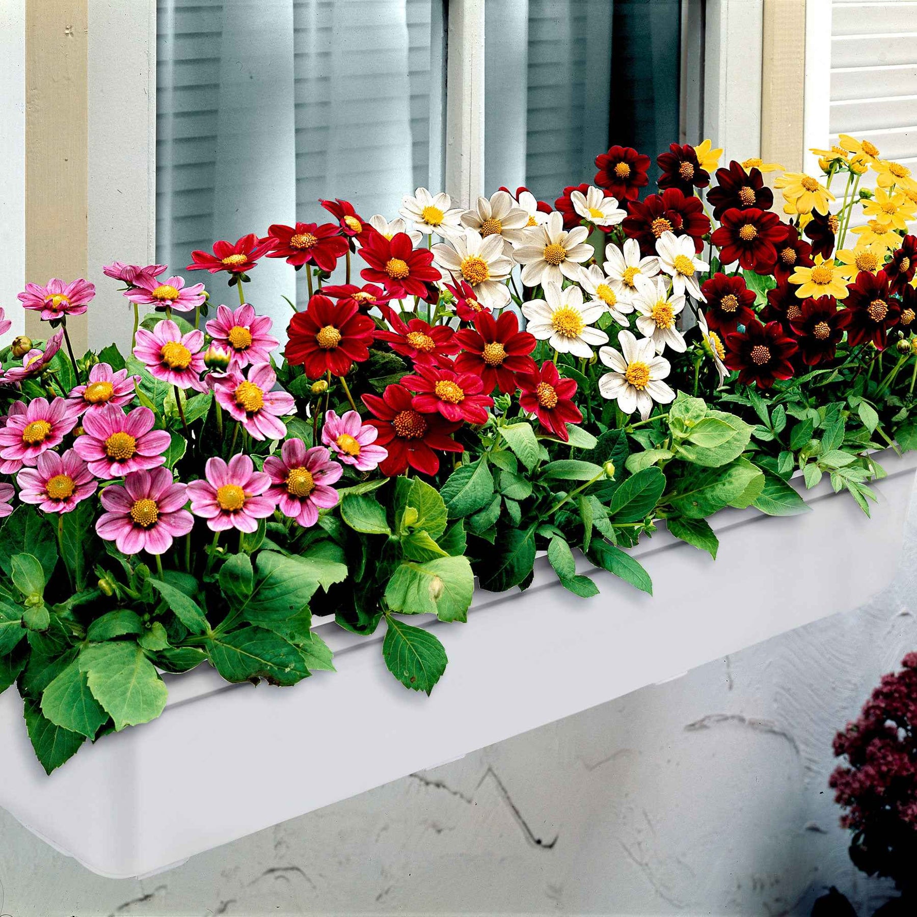 Dahlia 'Topmix' (x5) - Dahlias topmix - Willemse