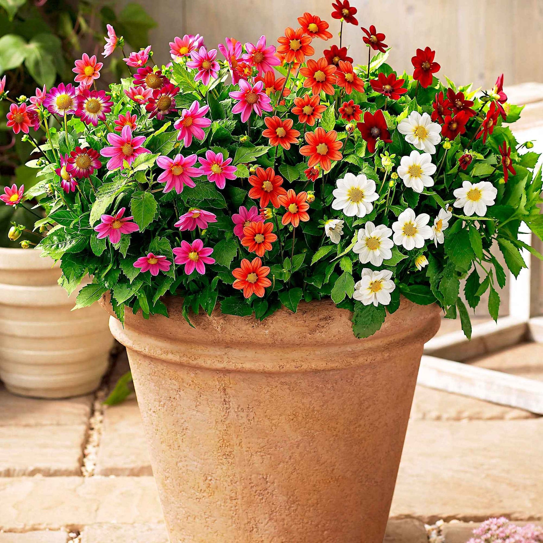 Dahlias topmix - Dahlia 'Topmix' (x5) - Dahlia 