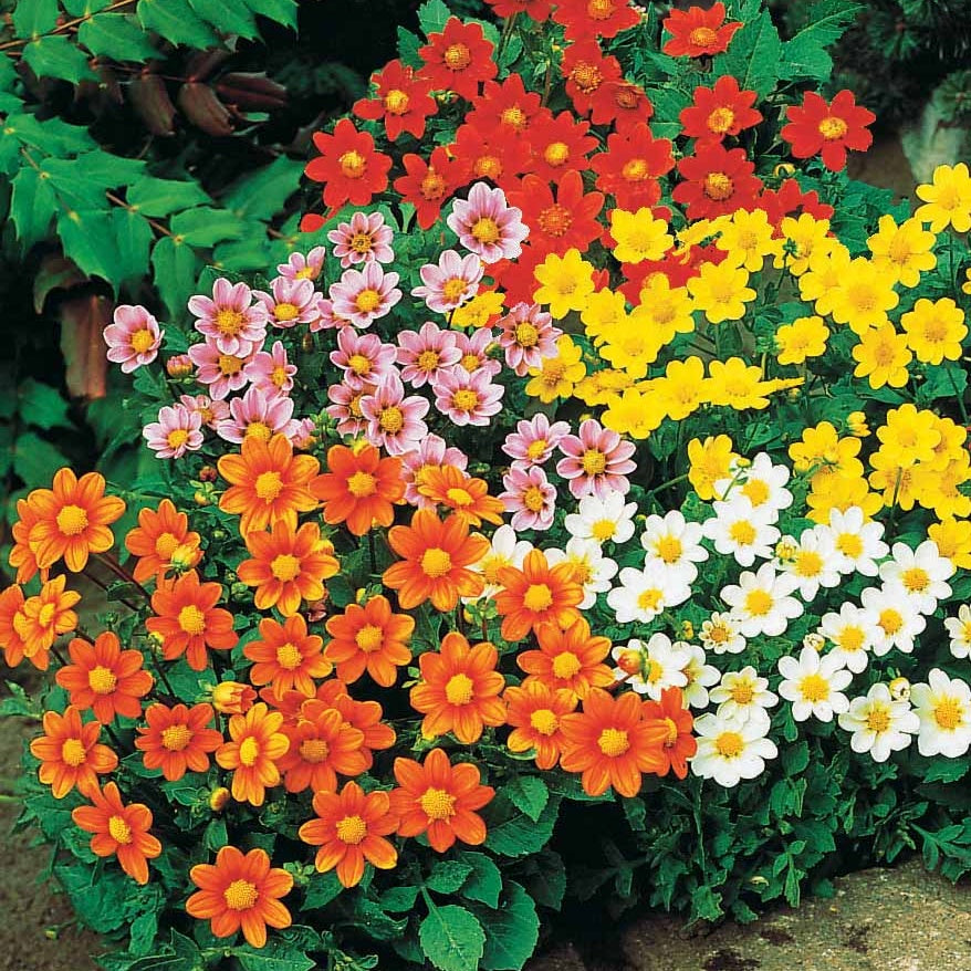 Dahlia  - Dahlia 'Topmix' (x5) - Dahlias topmix