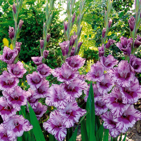 Gladiolus 'zizanie', 'stéréo', 'belle de nuit', 'p - Grootbloemige gladiool Mix (x50) - Gladiolen