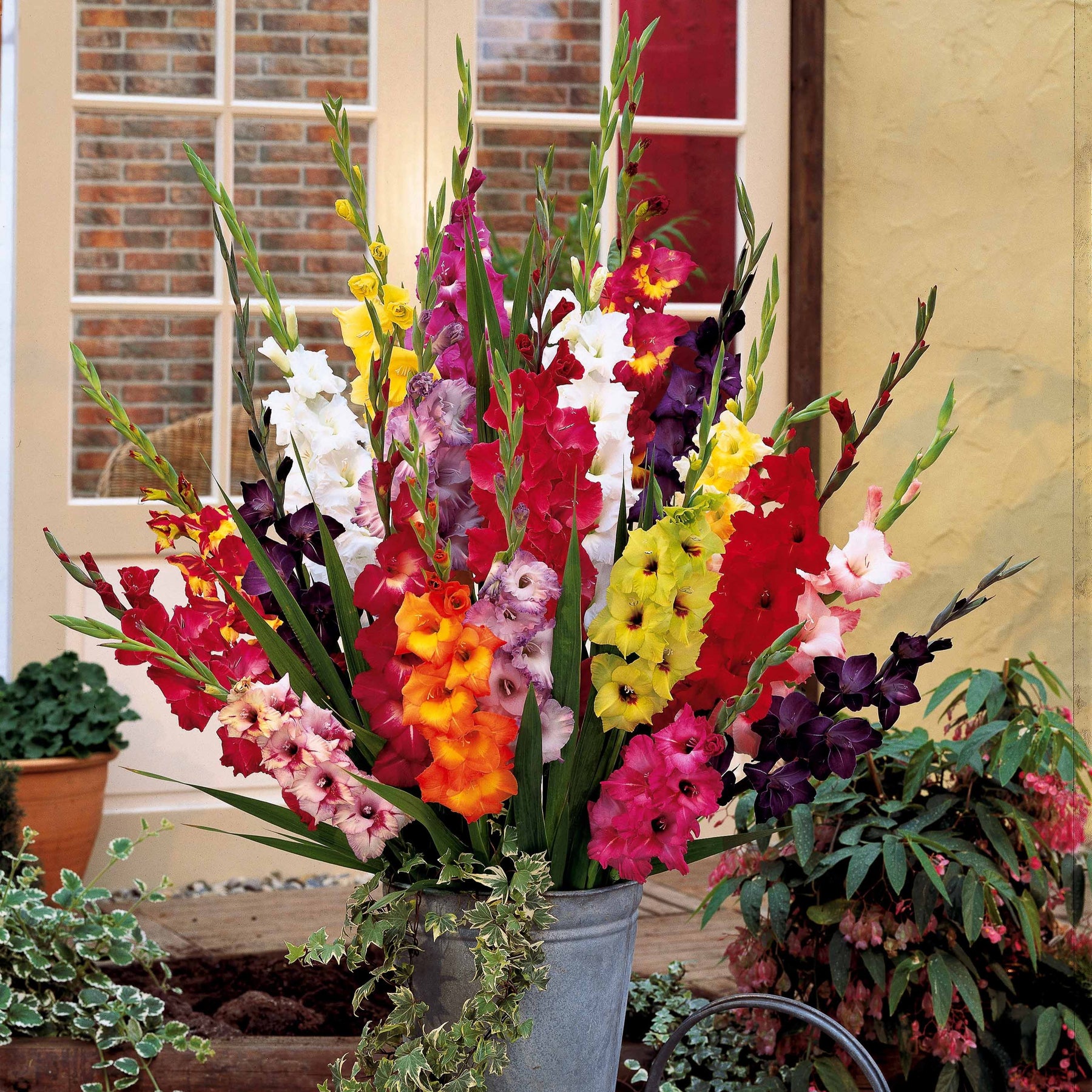 Grootbloemige gladiool Mix 'Pride' - Gladiolus